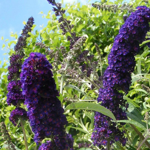 Buddleia davidii black - davidii, 'black