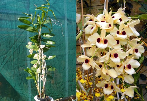 Dendrobium pulchellum