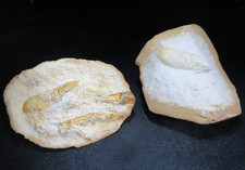 Crevette fossile incluse dans