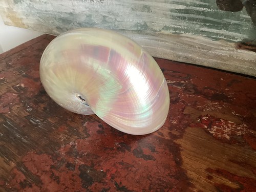 Coquillage nautile nacré - ,