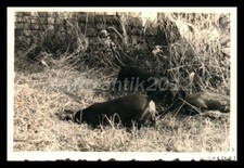 Photo, exposition canine