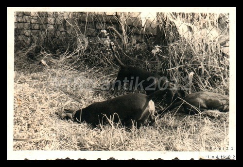 Photo exposition canine - exposition,