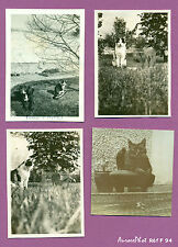 LOT 4 PETITS TIRAGES ARGENTIQUES ANIMAUX : CHIEN & CHATS VERS 1930 -F94