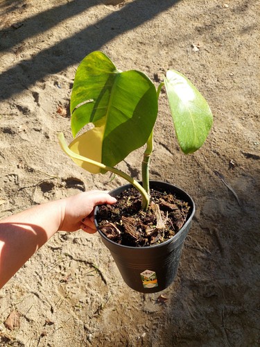 Monstera aurea - monstera, –