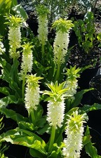 Eucomis autumnalis / Plante