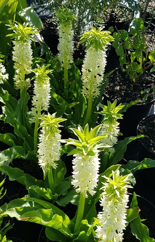 Eucomis autumnalis plante - autumnalis,