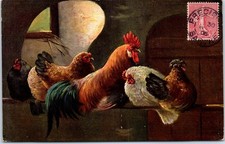 ANIMALS - Chickens and Rooster