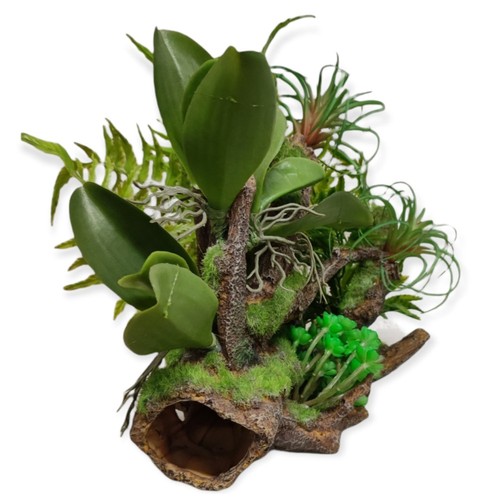 Racine plantes x 31 - x,