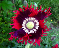 15 graines PAVOT DRAMA