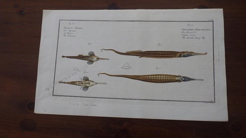 1800 gravure syngnathus - 1800.gravure,