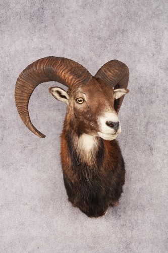 Mouflon sheep sku 3197 - sheep,