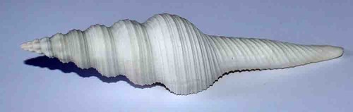 Sea shell coquillages - -,