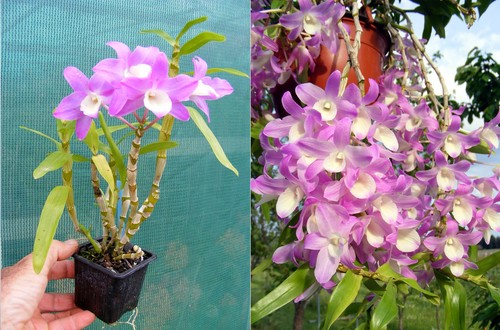 Dendrobium hamana lake - dendrobium,