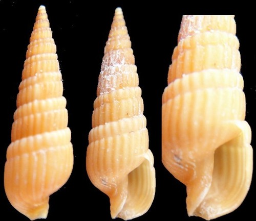 Coquillage collection - coquillage, de