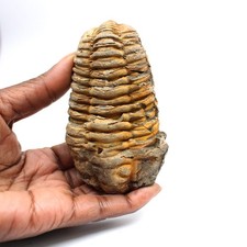 Trilobite fossile 150gr 95mm