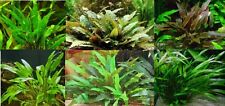 Cryptocoryne assorties lot de 4 touffes  plante aquarium facile robuste discus