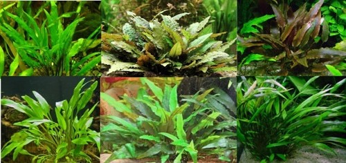 Cryptocoryne assorties lot - , de