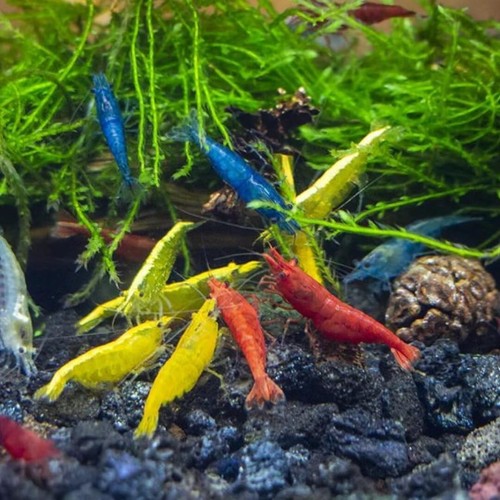 Lot crevettes - lot,