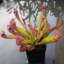Plante Carnivore - Sarracenia 'Scarlet Belle' - vendu racines nues