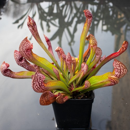 Plante carnivore sarracenia - plante,