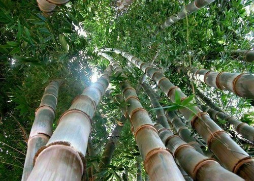 Graines dendrocalamus - graines,