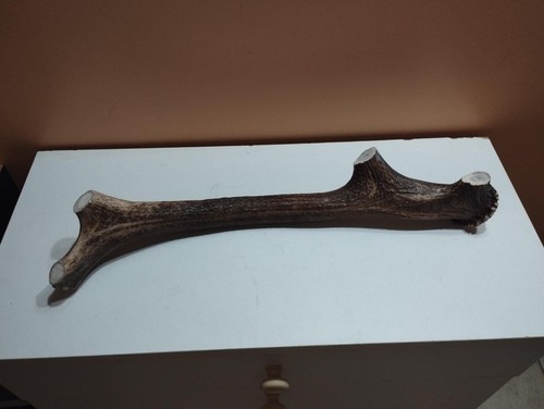 Bois cerf vernis 48cm - bois,