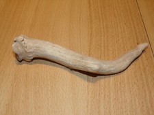 Bois de cerfs 17,7 cm de long