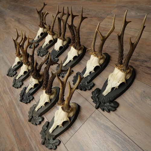 Gtk20 121 lot défenses - lot, 11