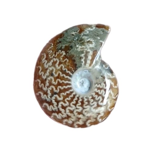 Ammonite fougère polie - , 14,55