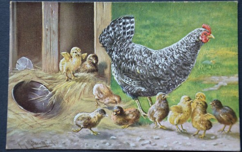 48278 coq poule avec - coq,
