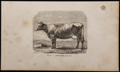 1860 vache angeln - d'angeln,