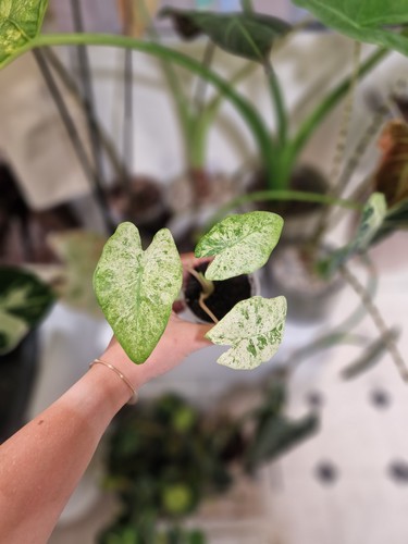 Alocasia macrorrhiza splash