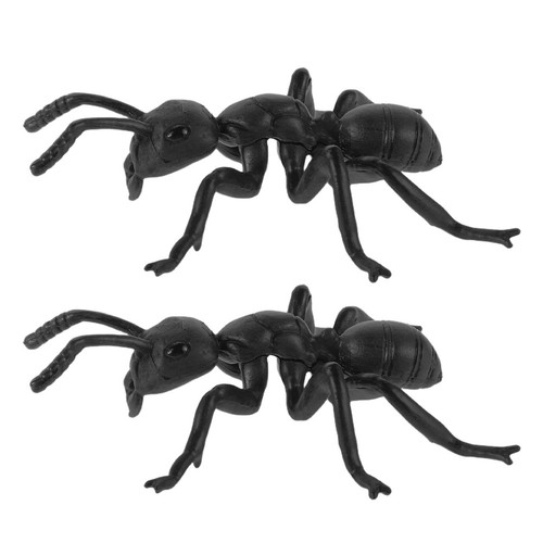 Lot grandes fourmis - lot, de