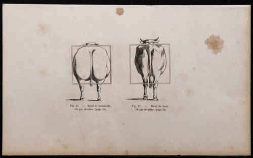 1860 bœuf boucherie - 1860,