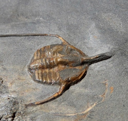 Trilobite ordovicien - trilobite,