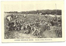 AGRICULTURE HORTICULTURE