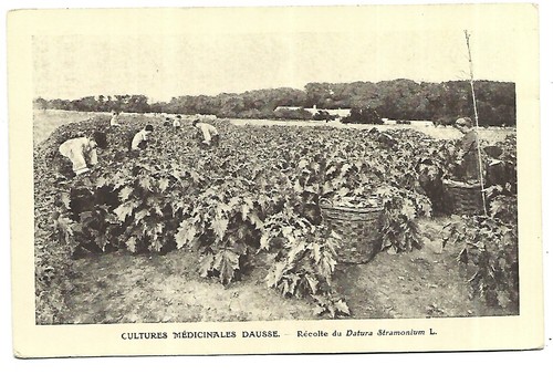 Agriculture horticulture - agriculture,