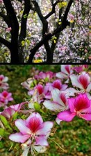 BAUHINIA VARIEGATA - ORCHIDÉE