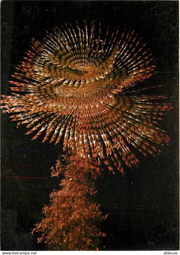 Carte postale animaux - -,