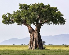 Adansonia digitata BAOBAB -