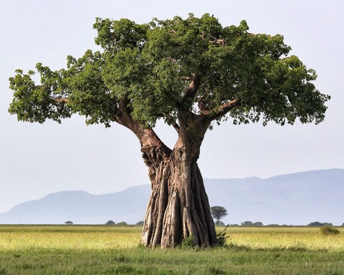 Adansonia digitata baobab - adansonia,