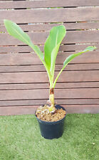 MUSELLA Lasiocarpa, Bananier nain, Lotus d'or