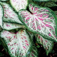 Caladium Tubercule Feuilles