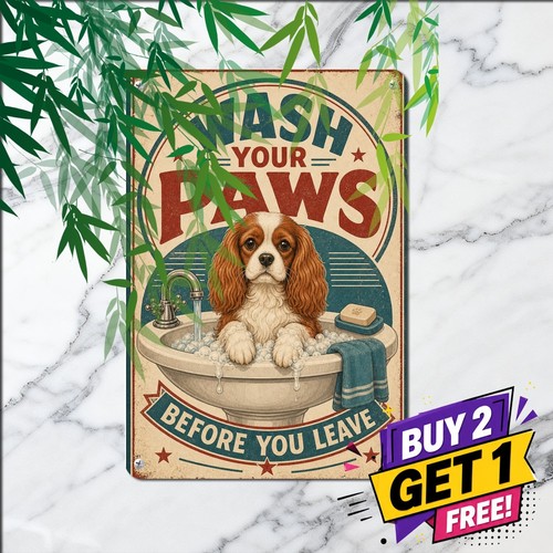 Cavalier king charles spaniel - king,