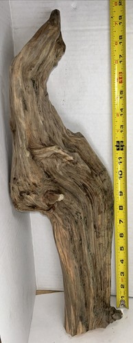 Driftwood pine taxidermy - driftwood,