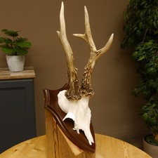 Bois de Cervidés Chevreuil