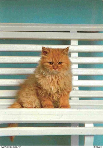 Carte postale animaux - -,
