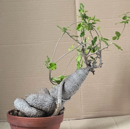 Fockea edulis plante - fockea, (plante