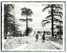 Maroc, Ifrane (إفران), La