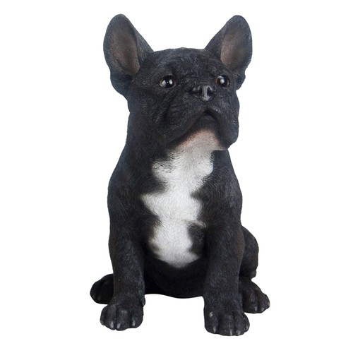 Bouledogue français noir - bouledogue, en